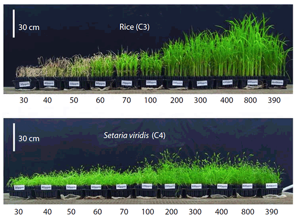 plant-growth-co2-carbon-yield-increase (1).gif